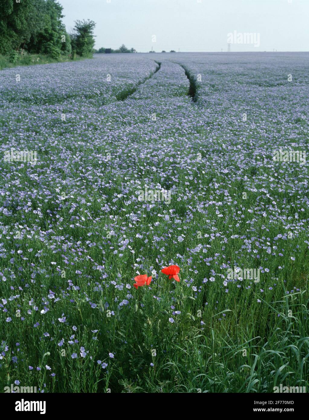 Blue Linseed (Flax) with Red Poppies in a field in Oxfordshire UK Stock Photo