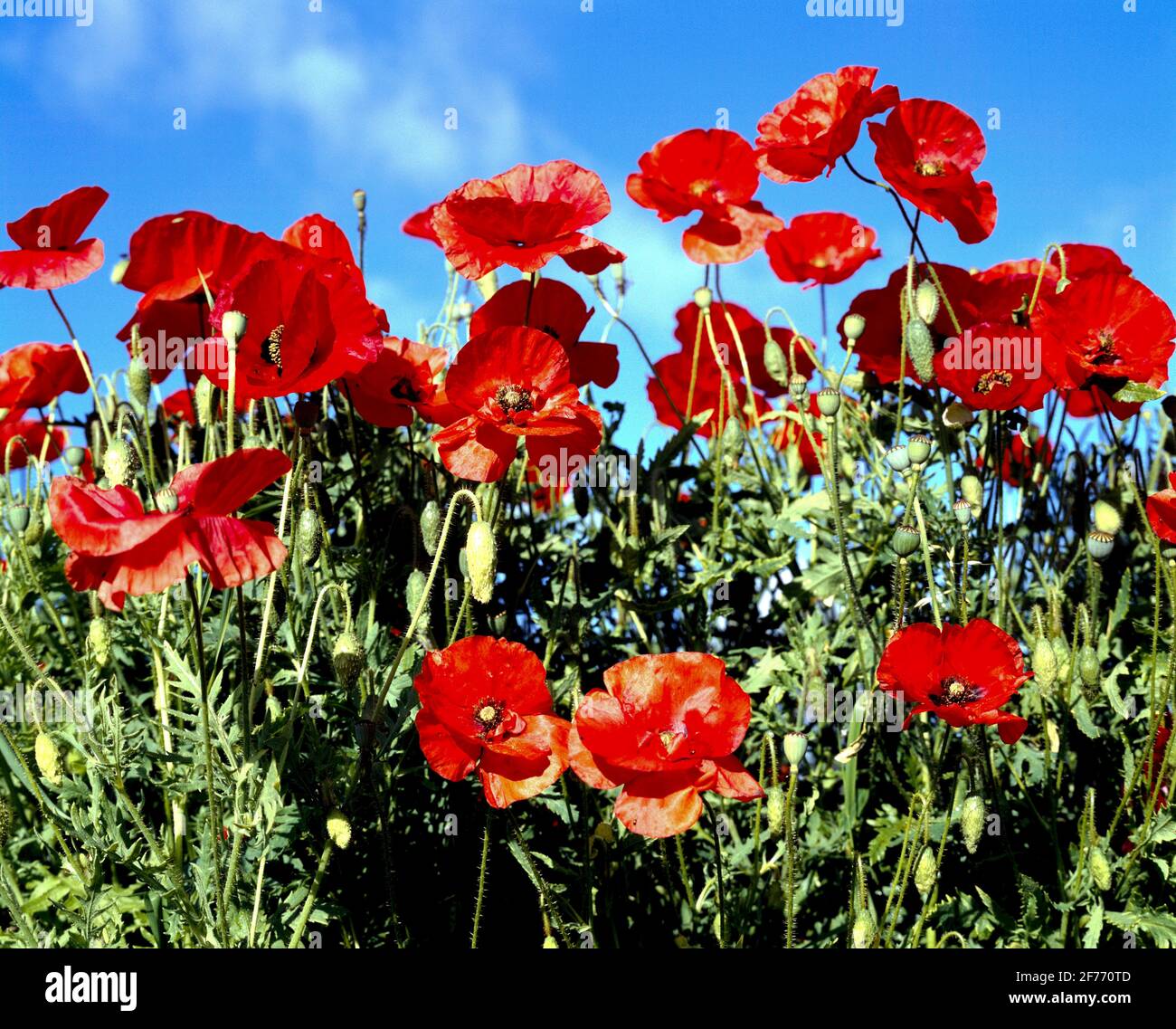 Common Red Poppies, self-set, in an Oxfordshire garden Stock Photo