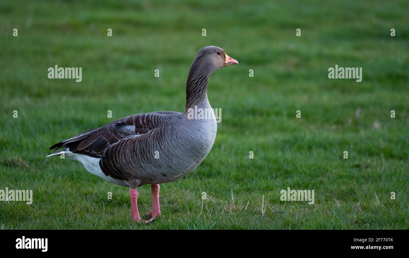 A Greylag Goose has migrated north for spring and is seen here in a field on the Lincolnshire rural coast in the Spring Stock Photo