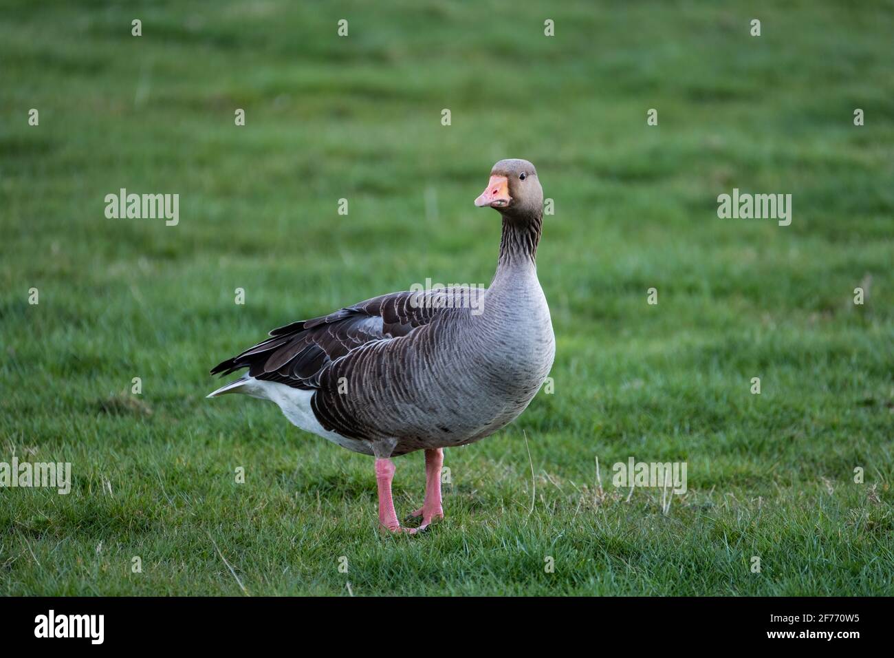 A Greylag Goose has migrated north for spring and is seen here in a field on the Lincolnshire rural coast in the Spring Stock Photo