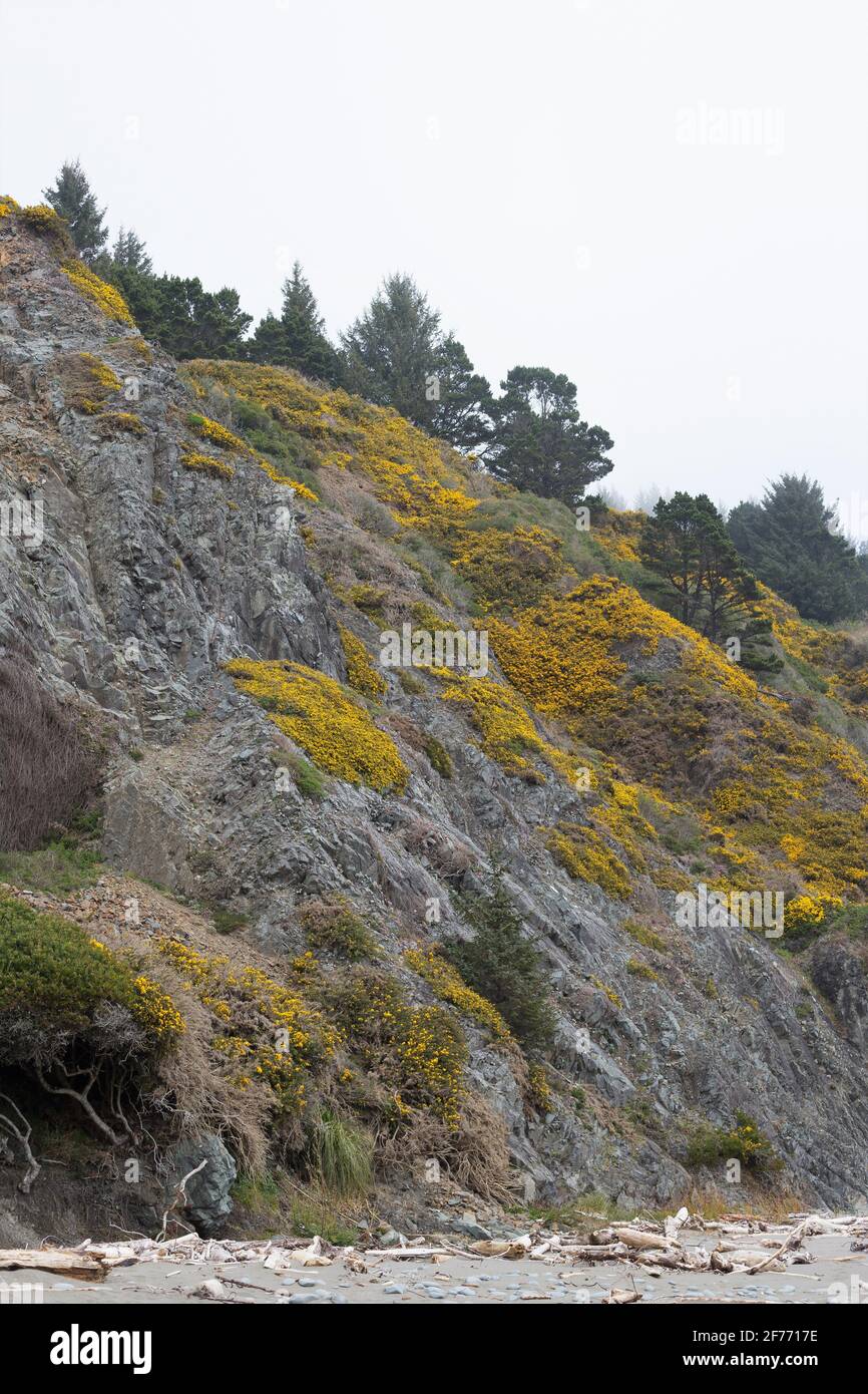 Gorse, an invasive plant, blankets a hillside at Lone Ranch Beach in Brookings, Oregon. Stock Photo