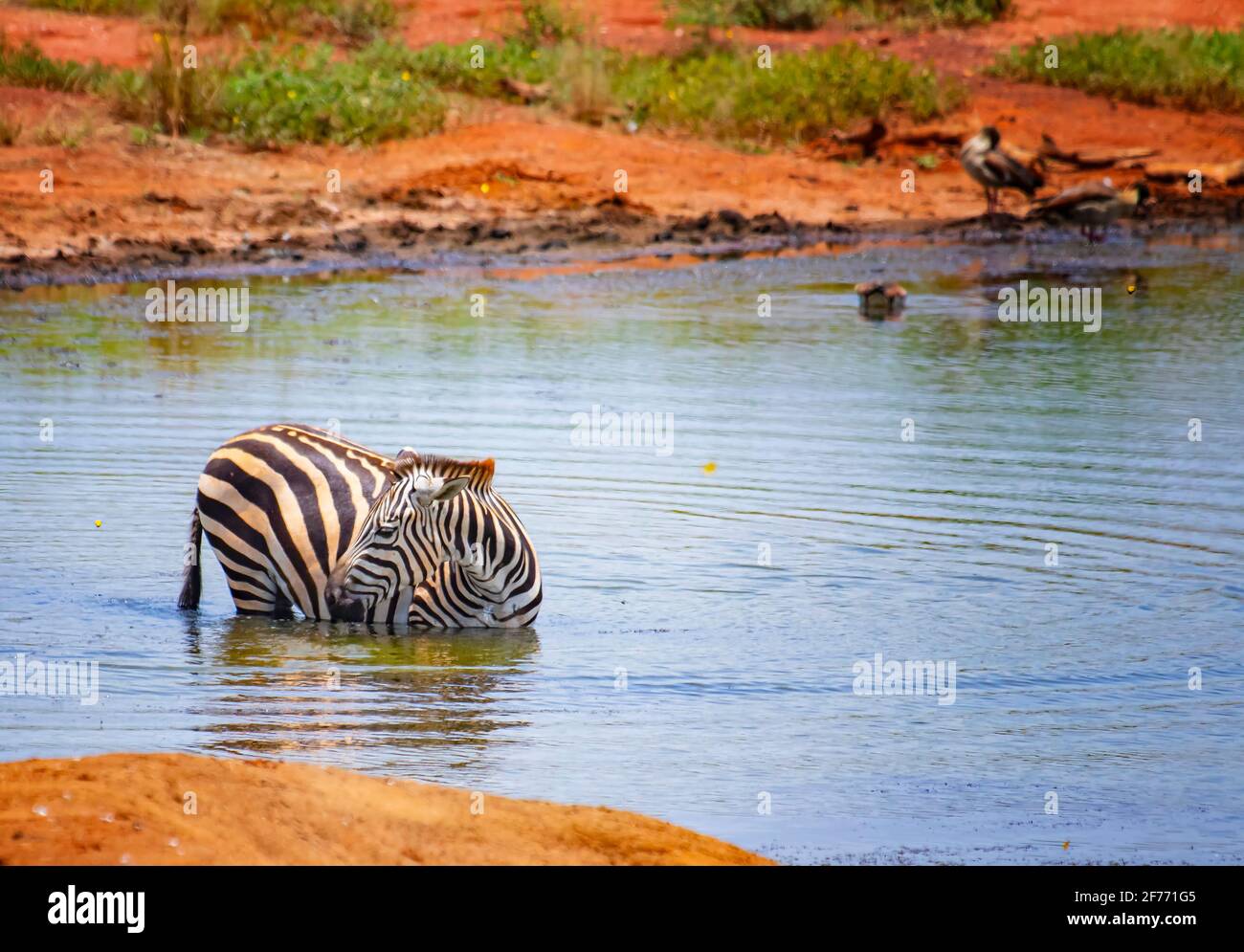 Grevy's zebra standing in the water in a lake. Bathe, cool and drink. It is a wildlife photo in Africa, Kenya, Tsavo East National park. Stock Photo