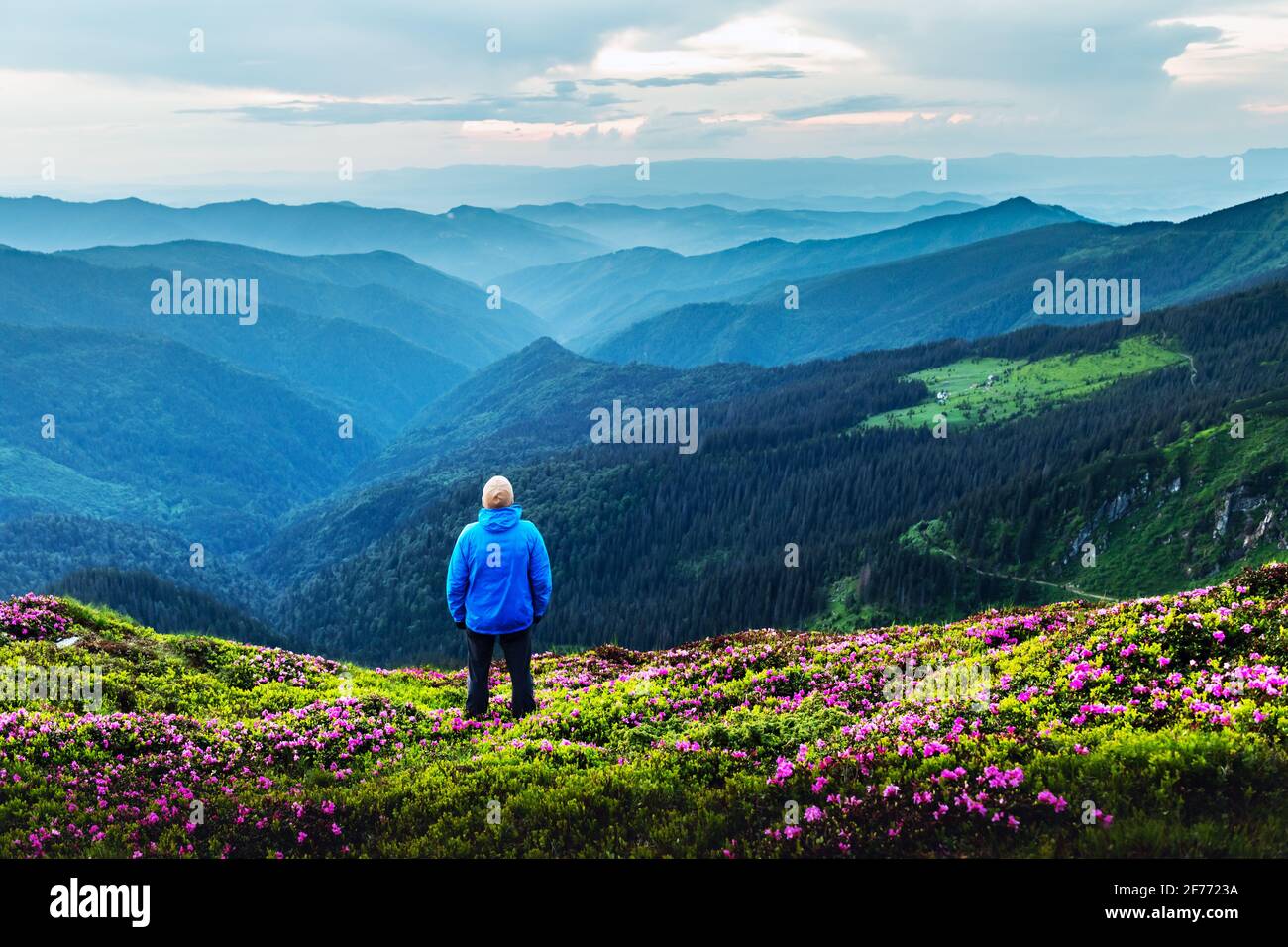 A tourist on the edge of a mountain covered with a lush grass. Purple sunset sky and hight mountains peaks on background. Landscape photography Stock Photo