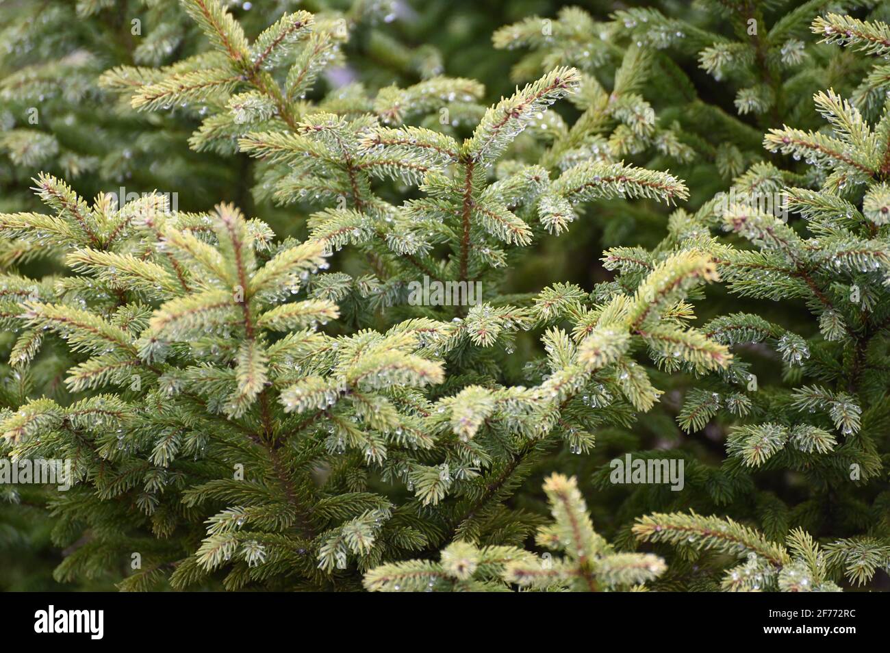 Conifer needle in spring. Spruce in spring. Stock Photo