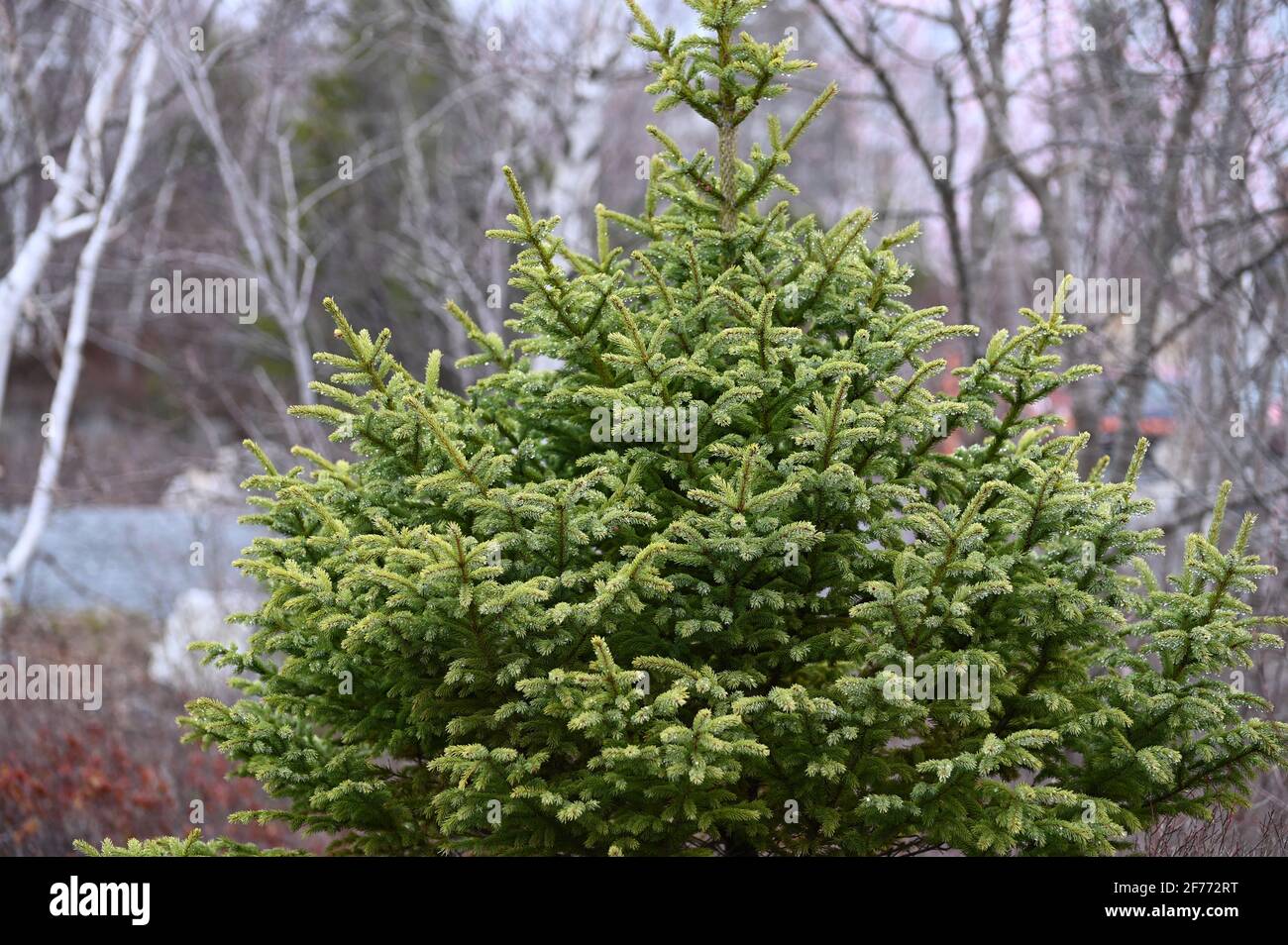 A tree of coniferous forest larch. Spruce in spring. Stock Photo