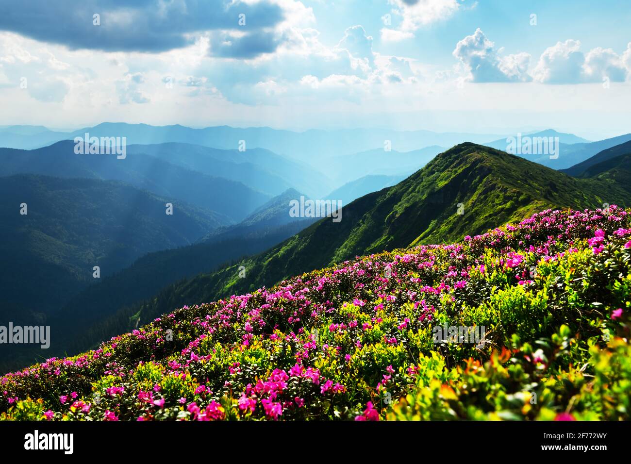 Rhododendron flowers covered mountains meadow in summer time. Orange sunrise light glowing on a foreground. Landscape photography Stock Photo