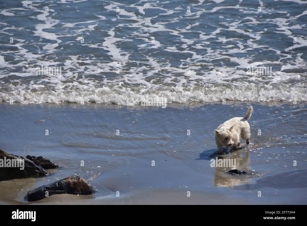 Little dog on the beach, Maine Stock Photo