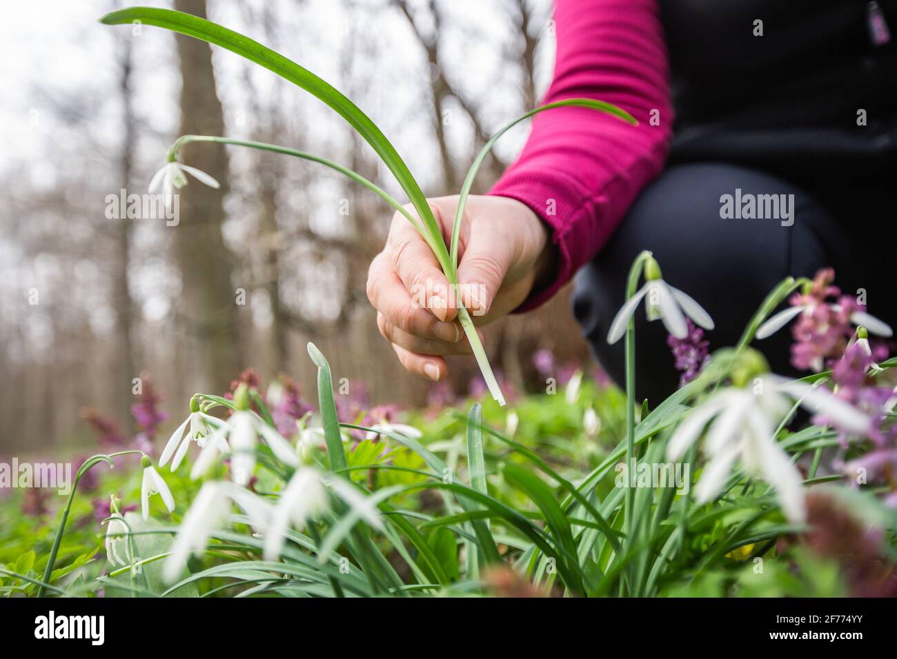Woman hand picking up or harvesting very rare flowers in the national park or botanical garden, environmental concept Stock Photo