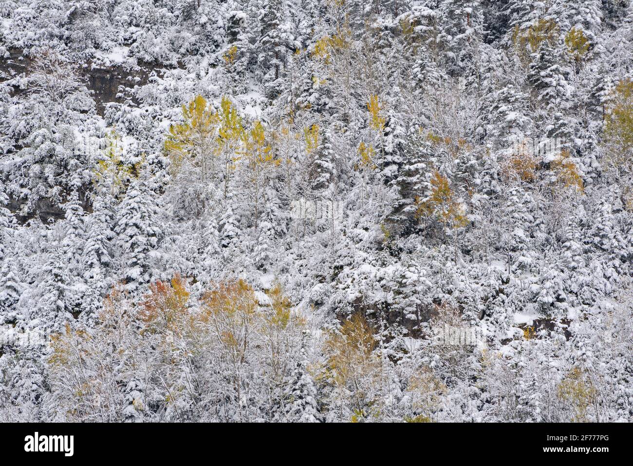 Arties village in autumn with the first snowfall (Aran Valley, Catalonia, Spain, Pyrenees) ESP: Arties, bajo las primeras nieves en otoño (Val d'Aran) Stock Photo