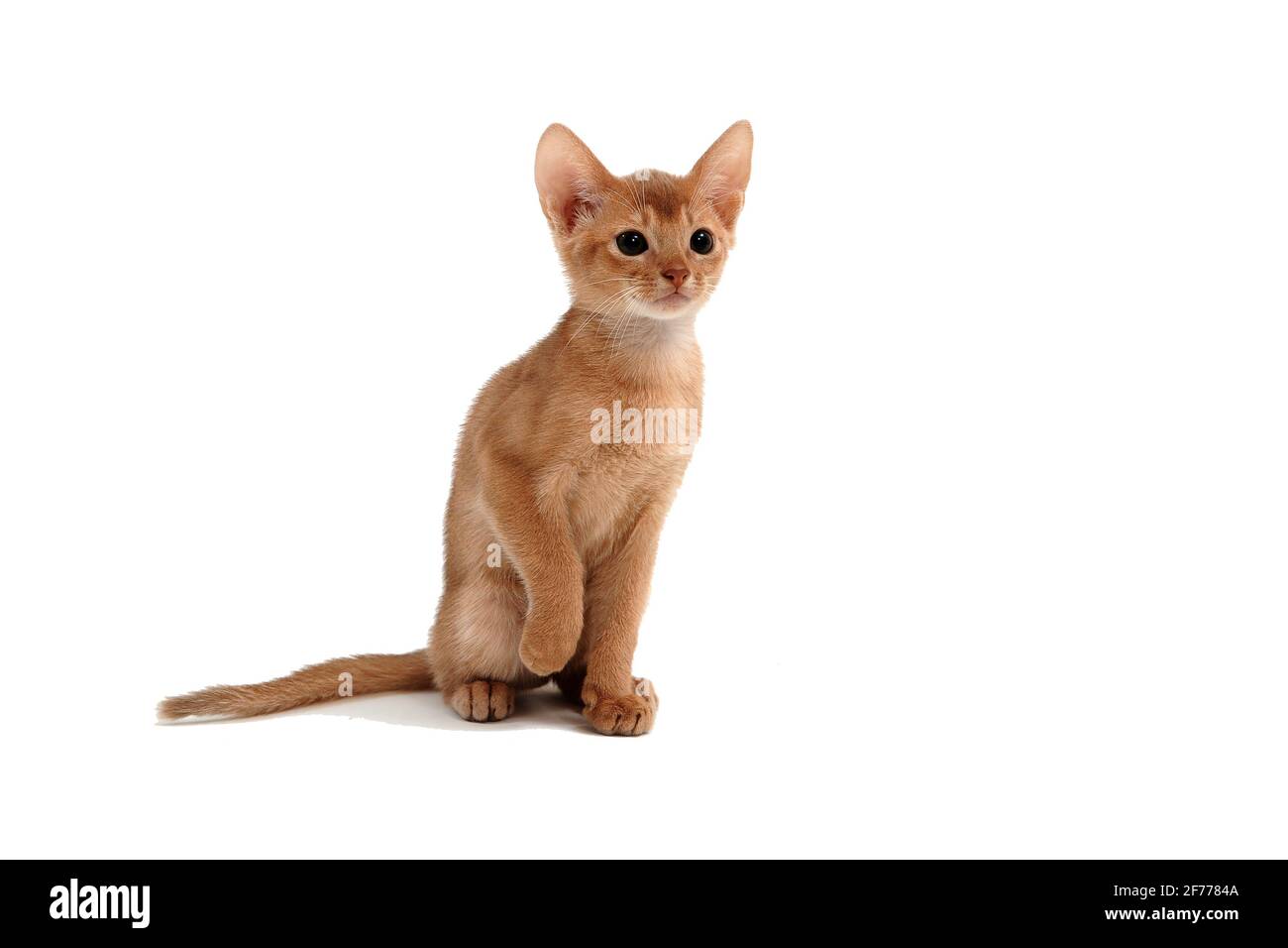Abyssinian ginger cat sits and raises its paw on a white background