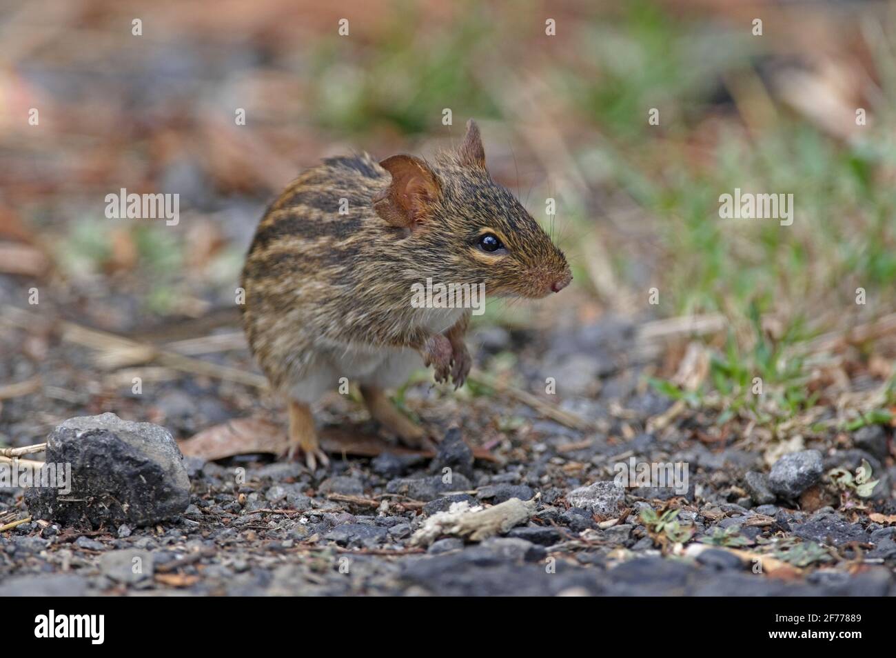 Mesic Four-striped Grass Rat (Rhabdomys dilectus) adult sitting up Lake Naivasha, Kenya            October Stock Photo