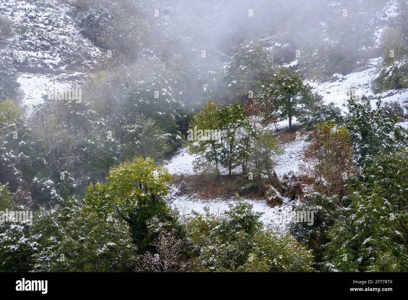 Niebla de colores hi-res stock photography and images - Alamy