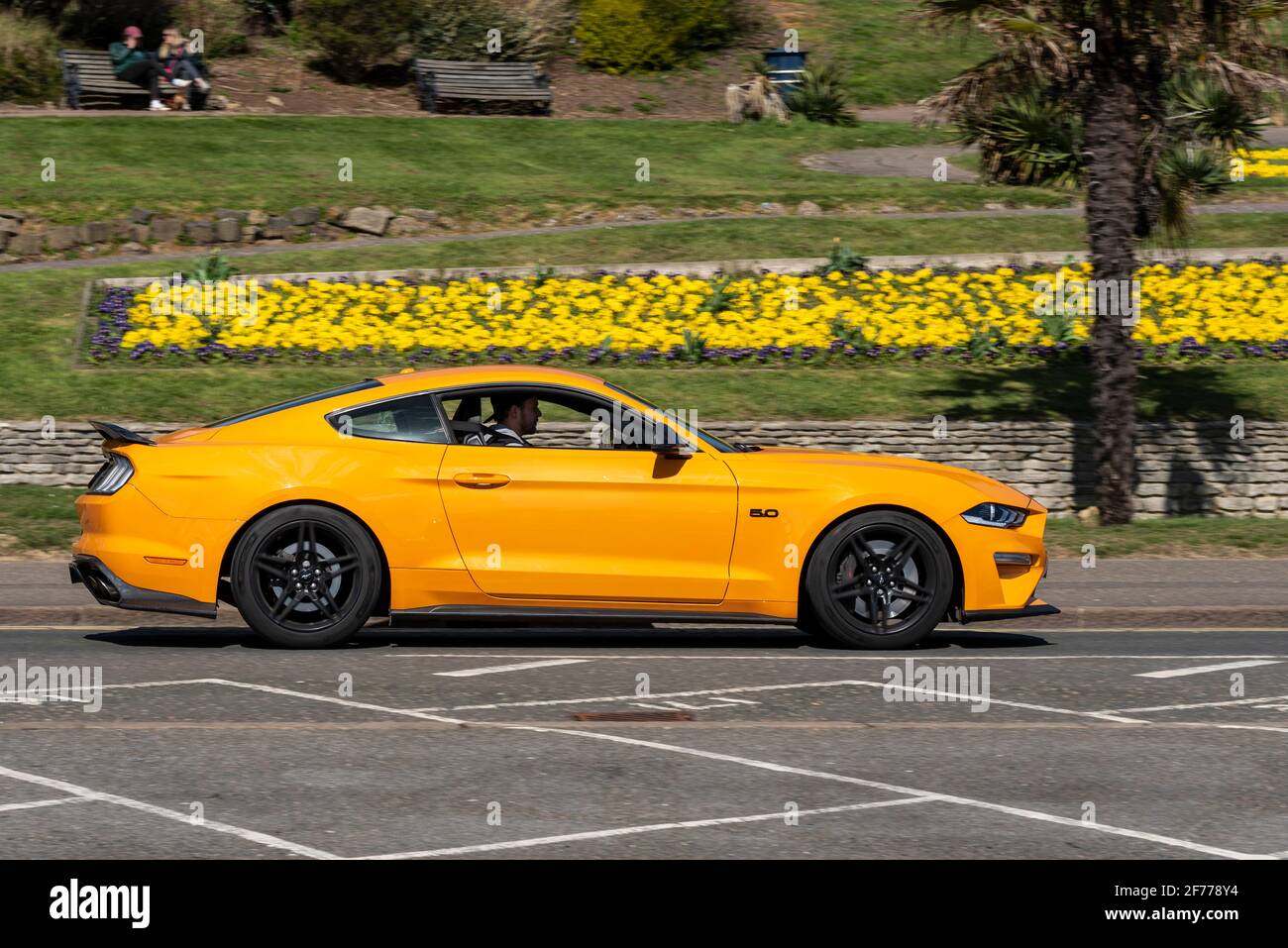 Ford Mustang 5L V8 car driving in Southend on Sea, Essex, UK. Bright yellow automobile passing bright yellow flowers on Cliff Gardens Stock Photo