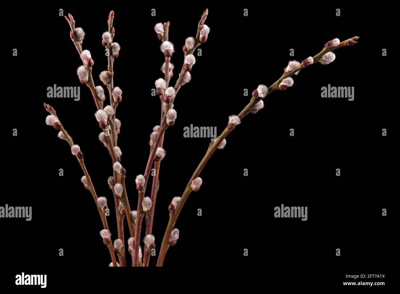 Blooming pussy willow fluffy buds. Close-up of spring willow catkins ...