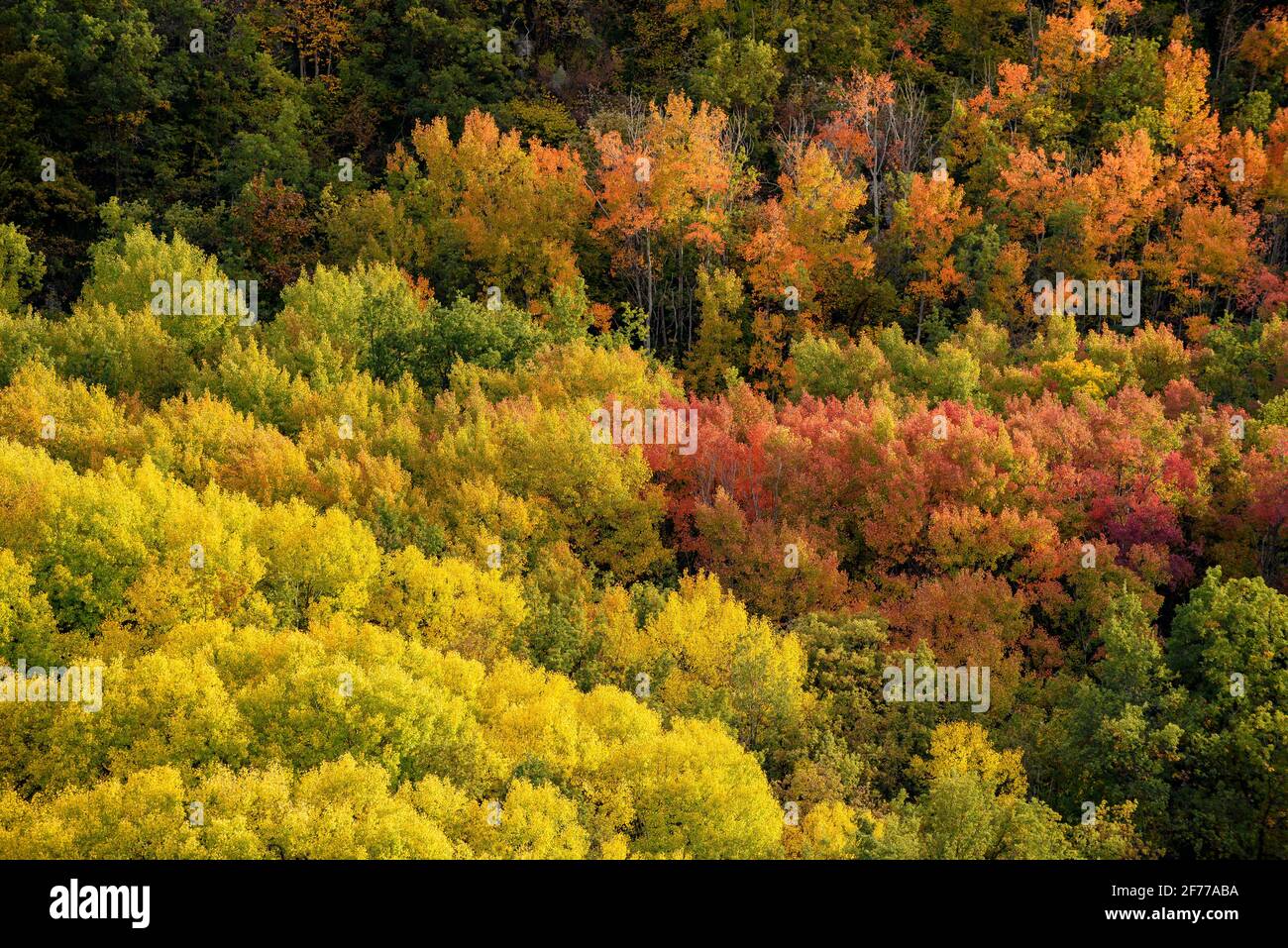 Bosque de alta hi-res stock photography and images - Alamy