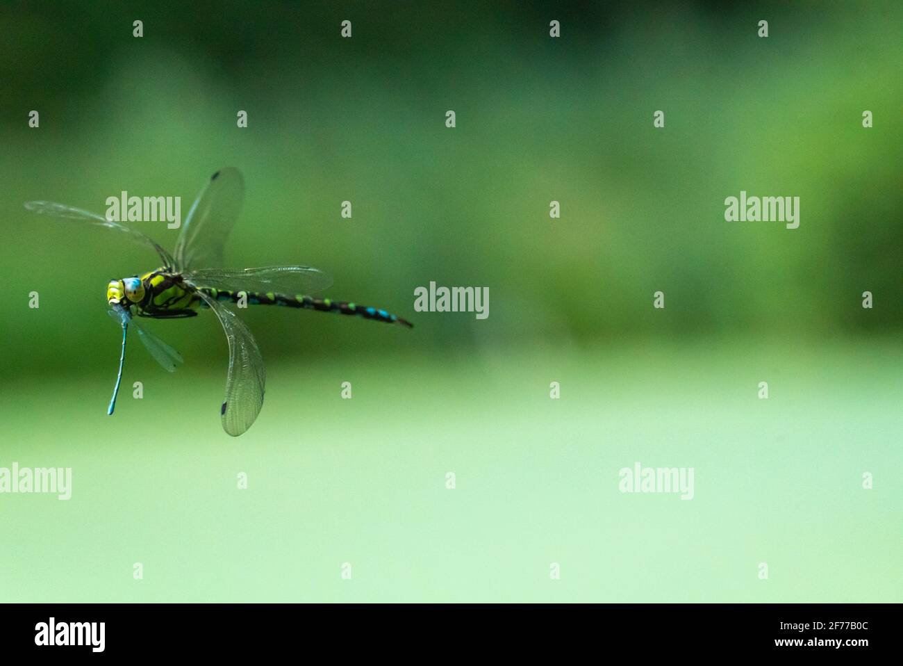 Southern Hawker Eating Common Blue Damselfly in Flight Stock Photo