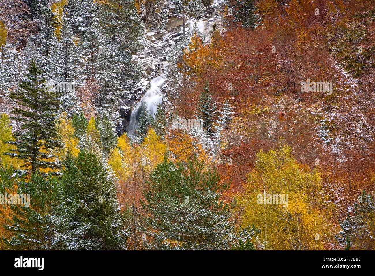 Autumn mixed forests and streams descending from the Besiberri valley to the Barrabés valley (Aran valley, Pyrenees, Catalonia, Spain) Stock Photo