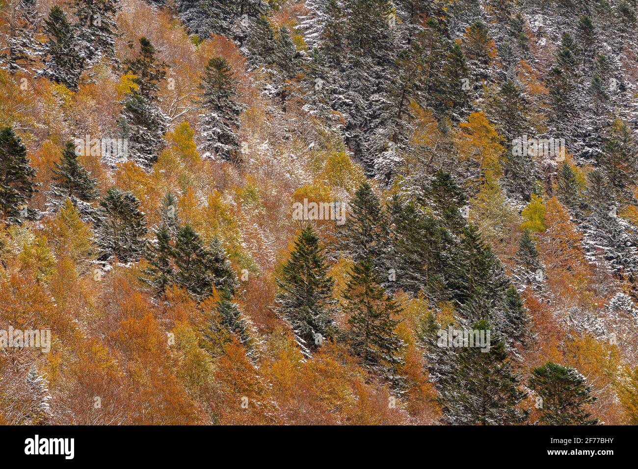 Autumn mixed forests and streams descending from the Besiberri valley to the Barrabés valley (Aran valley, Pyrenees, Catalonia, Spain) Stock Photo