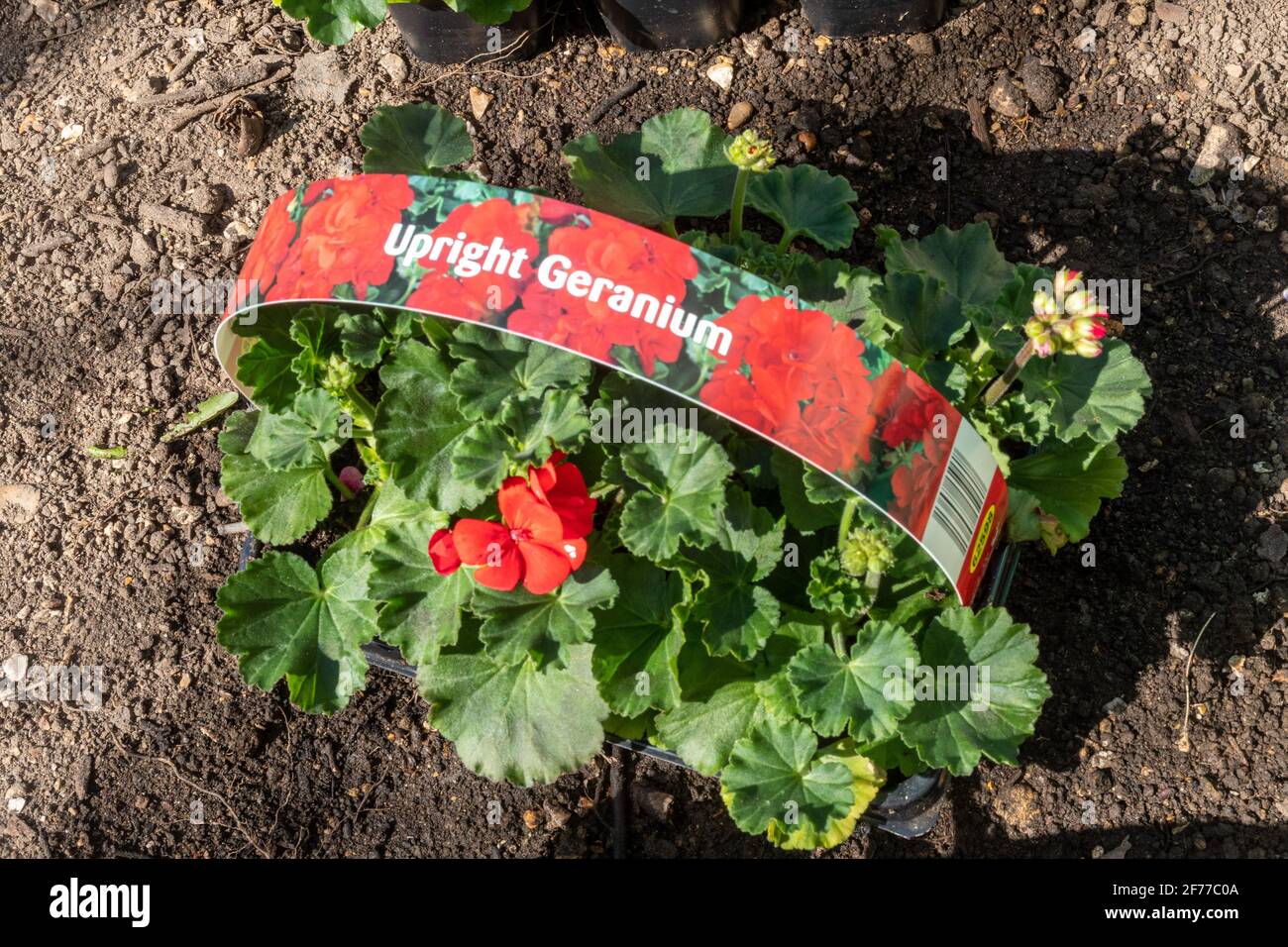 Tray of red upright geraniums, plug plants, ready for planting out, Spring, UK Stock Photo