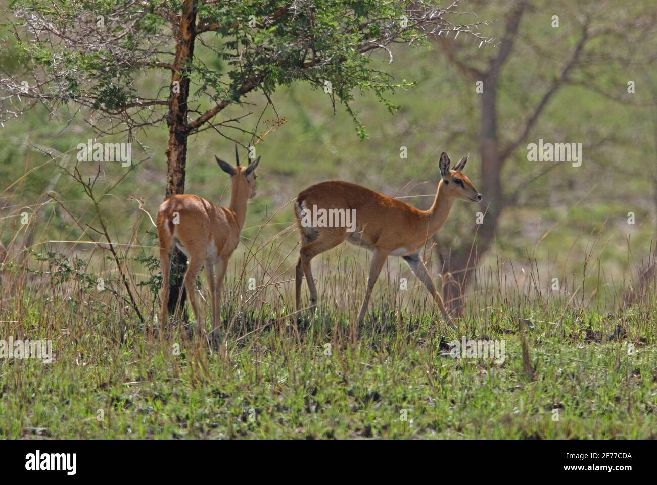 Sudan Oribi (Ourebia montana) pair resting in the shade of a tree Sankelle Sanctuary, Ethiopia        April Stock Photo