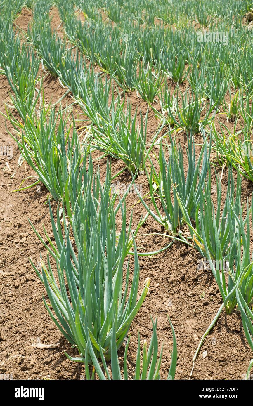 Cultivation of organic leaf onion. vertical image Allium fistulosum
