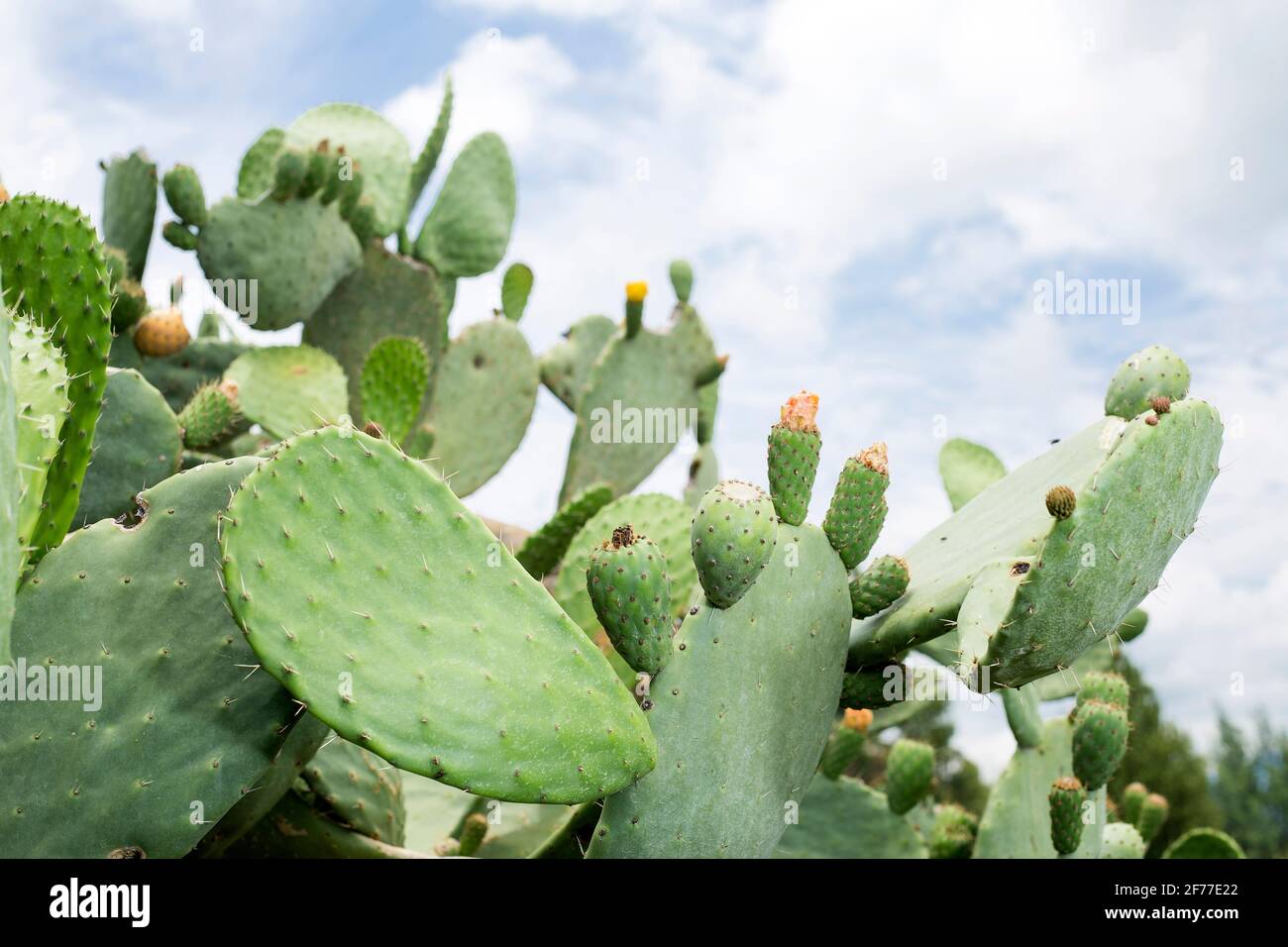 Opuntia ficus-indica with prickly pear fruits Stock Photo