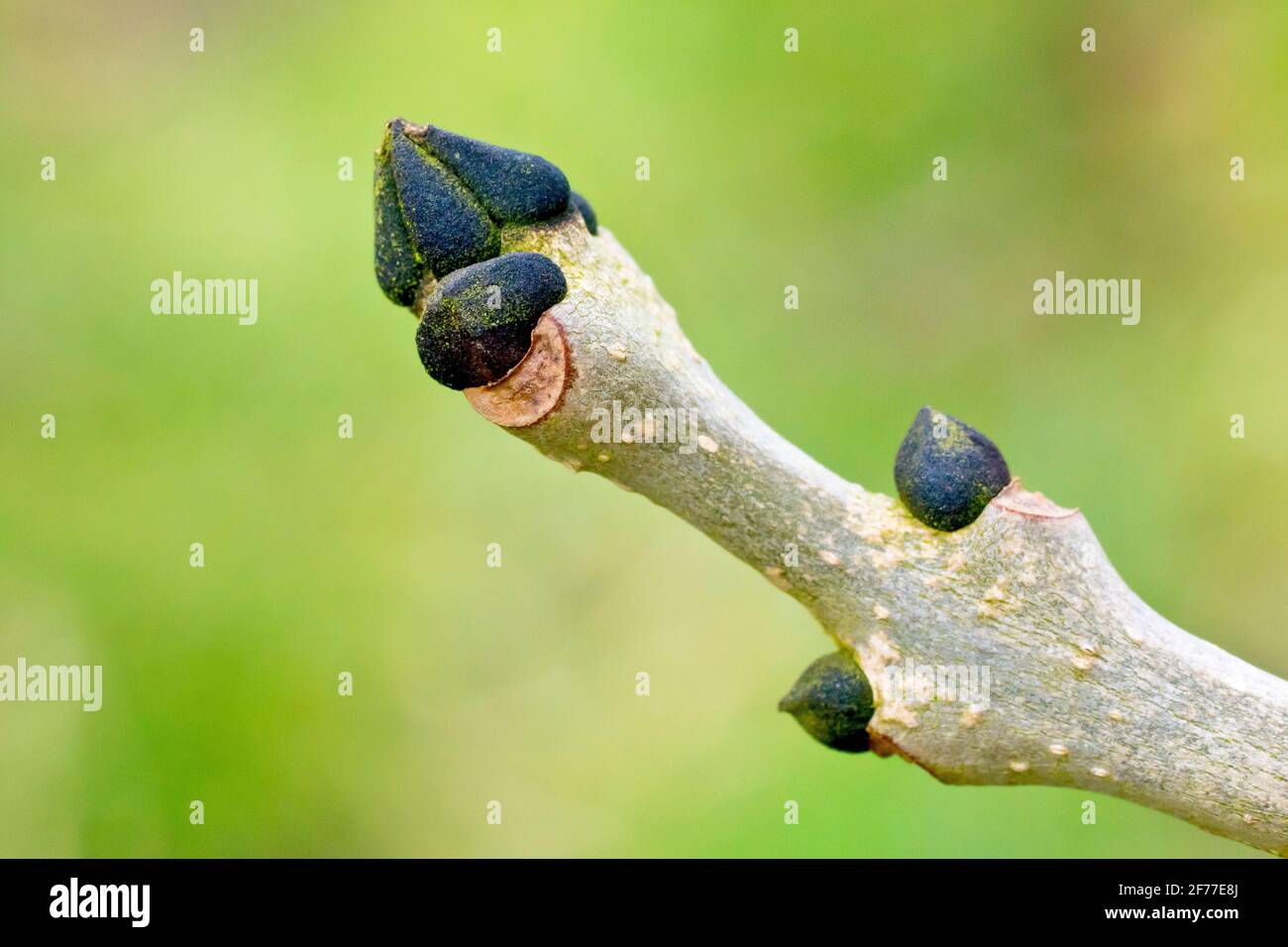 Ash leaf buds (fraxinus excelsior), close up showing the tip of a branch with the distinctive grey bark and black leaf buds of the tree. Stock Photo