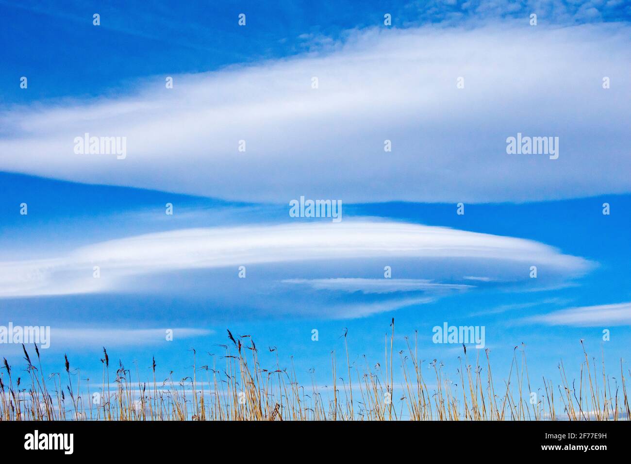 Large white lenticular clouds (altocumulus lenticularis) form in the sky on a bright but breezy spring day. Sometimes called spaceship clouds. Stock Photo