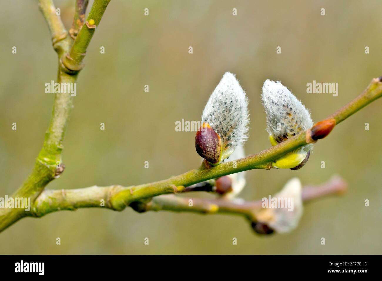 Pussy Willow (salix caprea), also known as Goat Willow or Great Sallow, close up showing a branch with two fluffy flower buds on the verge of opening. Stock Photo