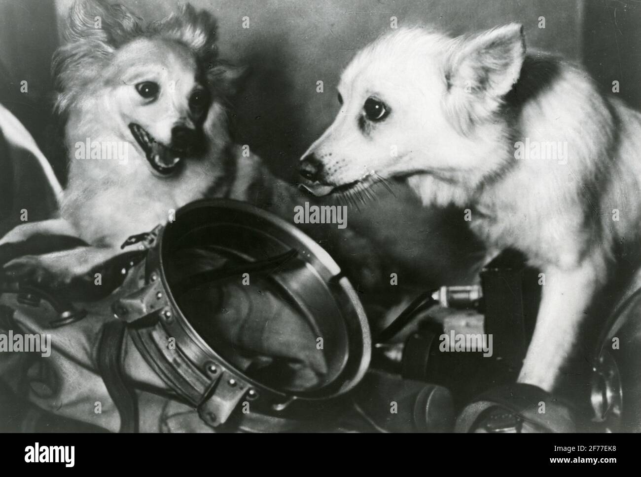 Space dogs in the Soviet Union. Unknown which dogs. Stock Photo
