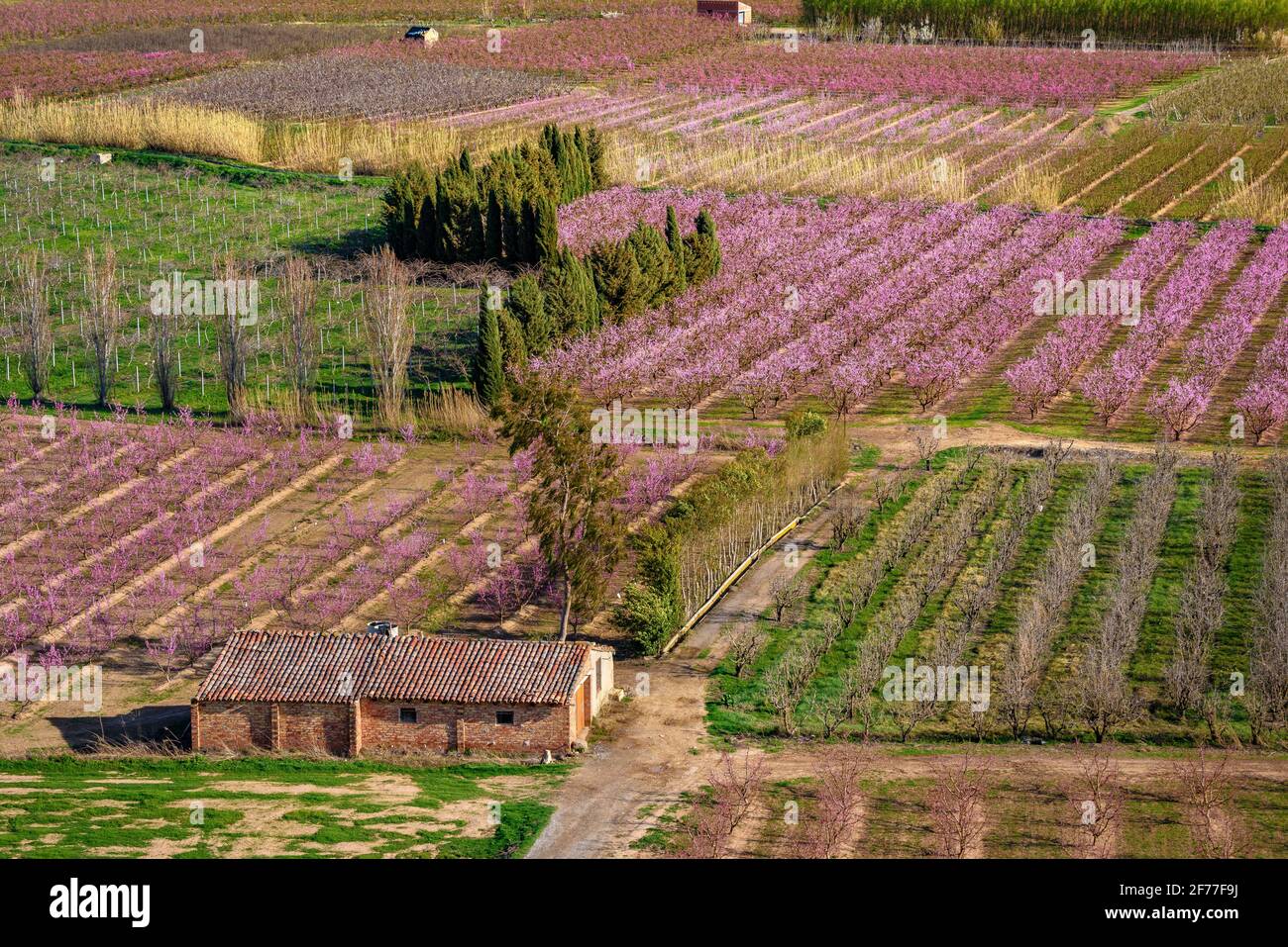 Flowering fruit trees fields (peach trees) seen from Sant Joan de Carratalà hermitage in spring (Aitona, Lleida, Catalonia, Spain) Stock Photo