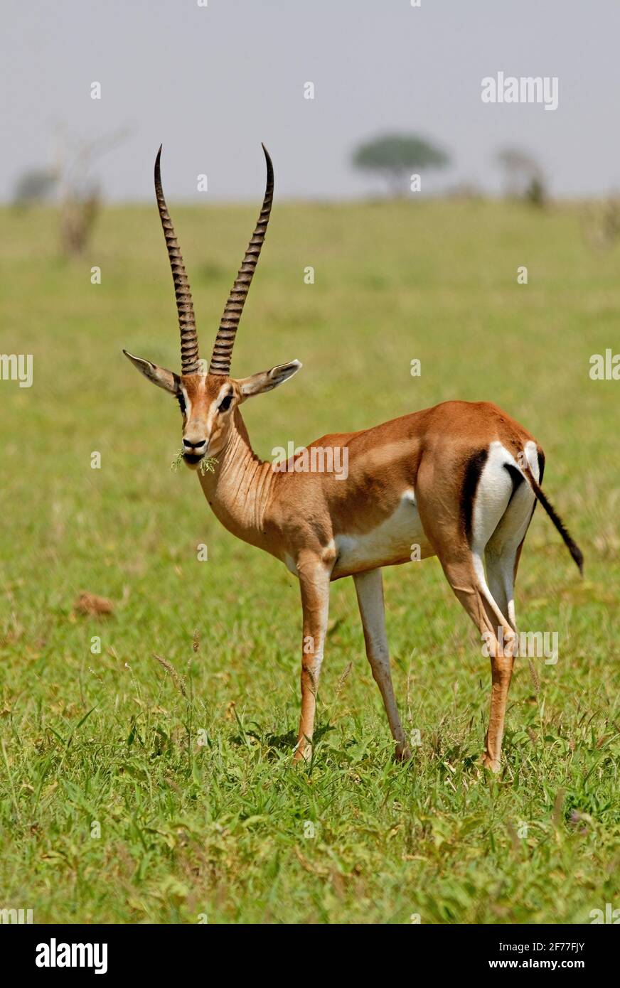 Peter's Gazelle (Nanger petersii) adult eating amid lush pasture after the rains Tsavo East NP, Kenya        November Stock Photo