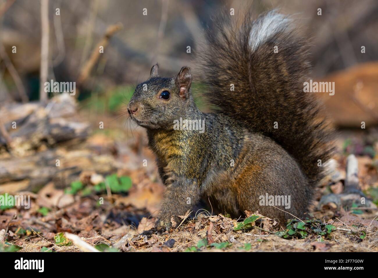 Eastern Grey squirrel , (Sciurus carolinensis), Gray Squirrel Stock Photo