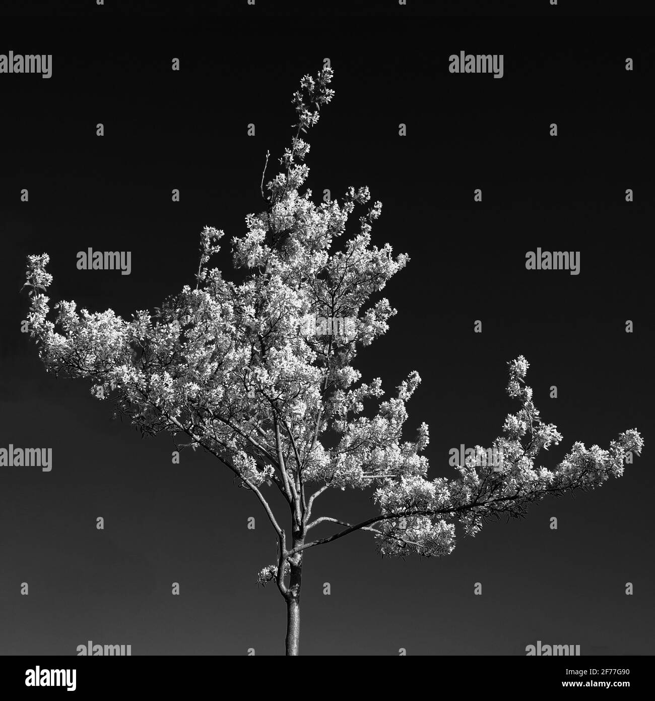April 2021 - Spring cherry tree, Cheddar, Somerset, UK. Stock Photo