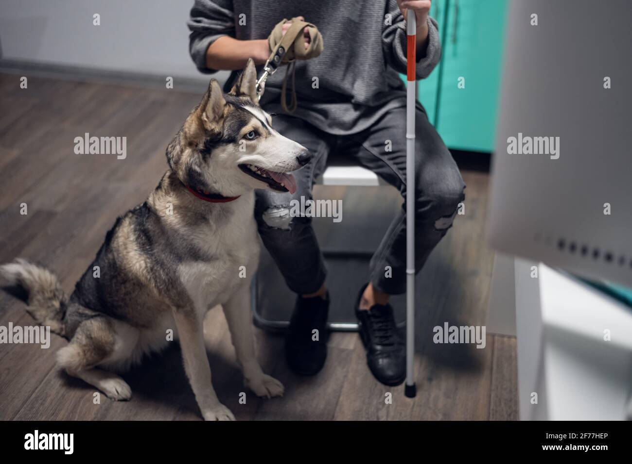Husky guide store dog