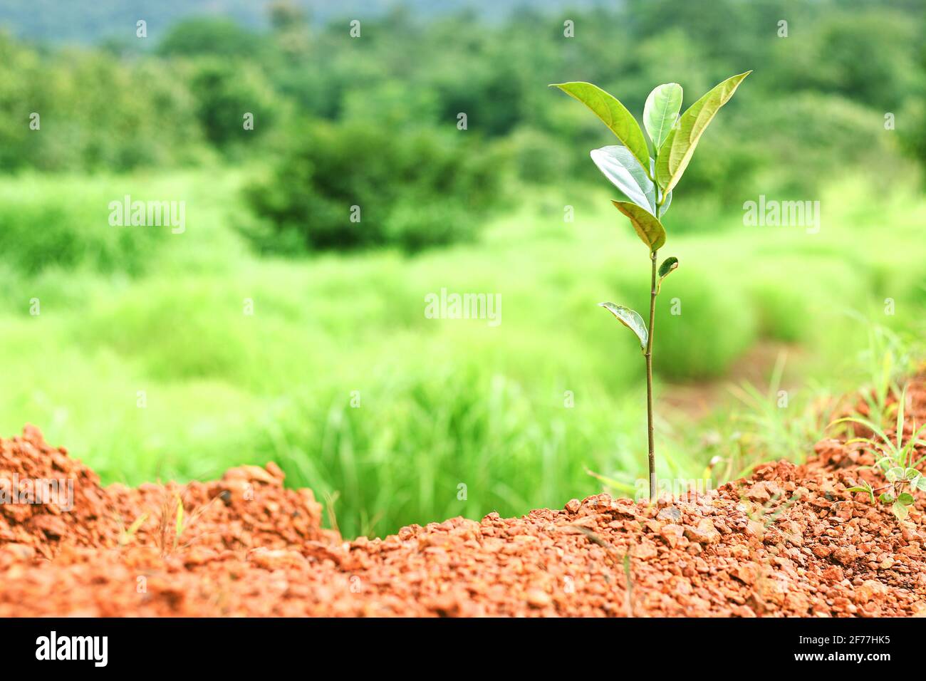 small jack fruit plant on green grass background. Stock Photo