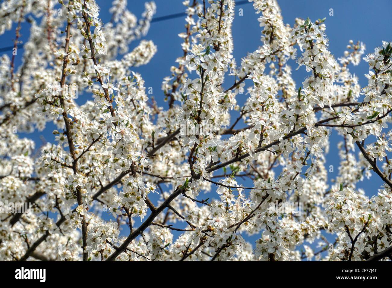 Kriechen High Resolution Stock Photography And Images Alamy