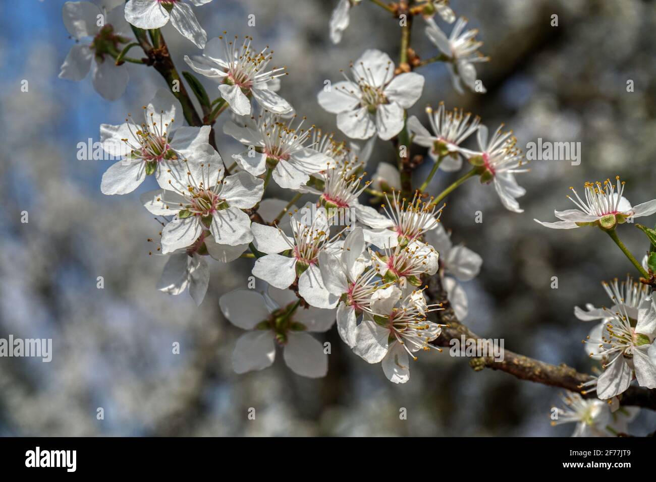 Kriechen High Resolution Stock Photography And Images Alamy