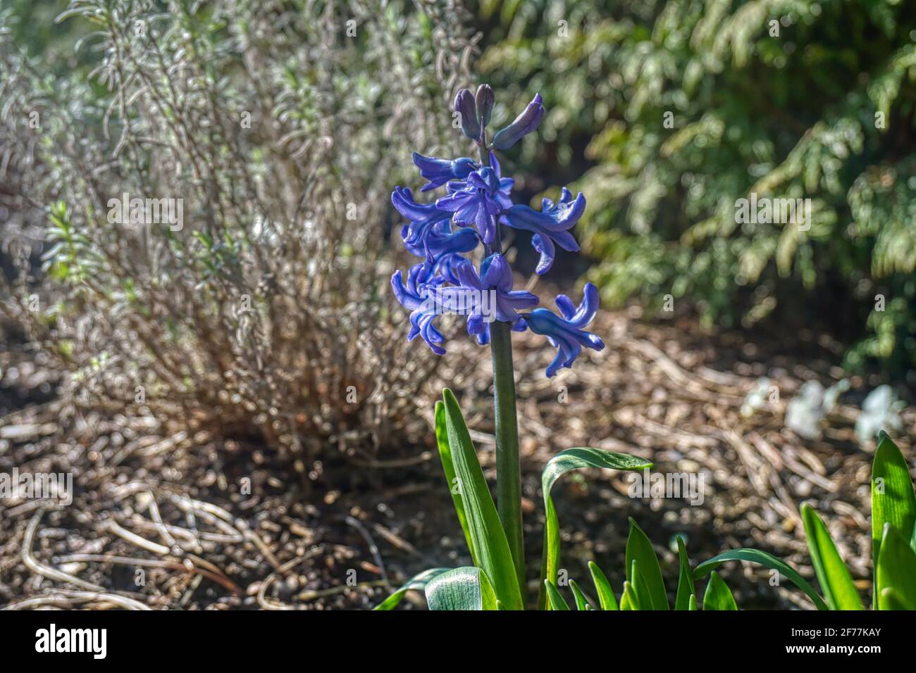 Hyazinthe, Spargelgewächs, Liliengewächs, Blüte, Blume, Blüten, blau, violett, Pflanze, Trompete, traubig, Blütenstand, traubiger Blütenstand, Zierpfl Stock Photo