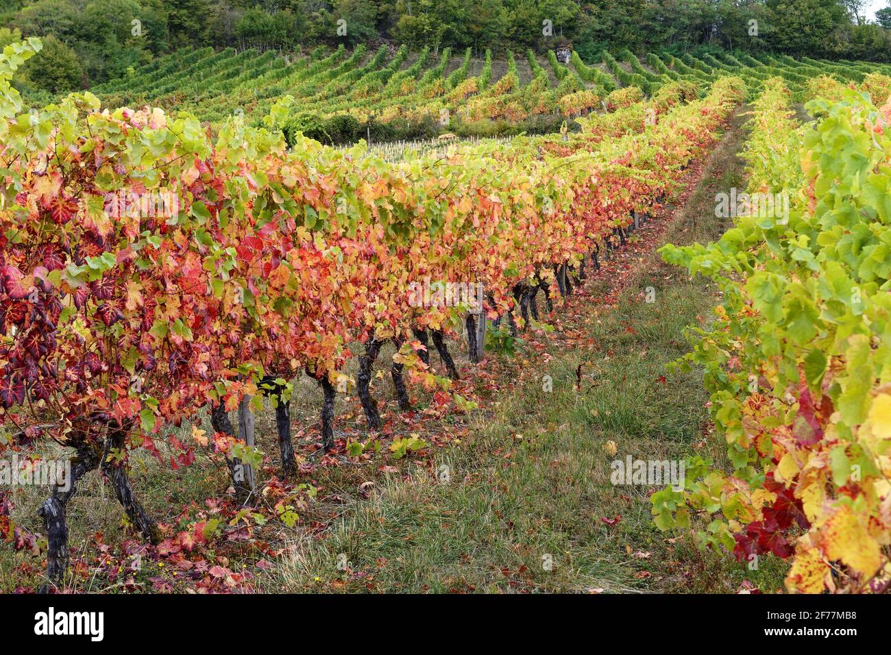 France, Cote d'Or, Monthelie, cultural Landscape of the climates of Burgundy listed as World Heritage by UNESCO, the vineyard of Burgundy, AOC vineyard of the coast of Beaune Stock Photo