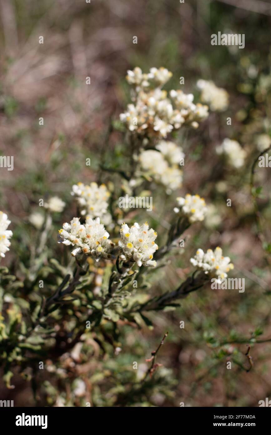 Disciform head blooms of Bicolor Everlasting, Pseudognaphalium Biolettii, Asteraceae, native herbaceous perennial in Topanga State Park, Winter. Stock Photo