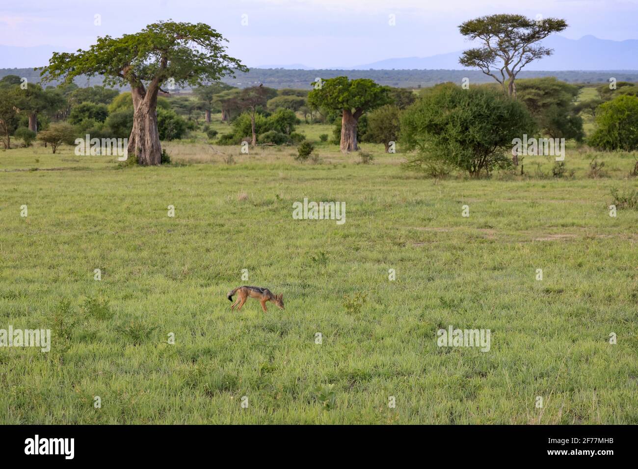 Tanzania, WMA (wildlife managment area) of Randilen, Monduli district, Arusha region, A black-backed jackal (Canis mesomelas) in the savannah, baobabs in the background Stock Photo