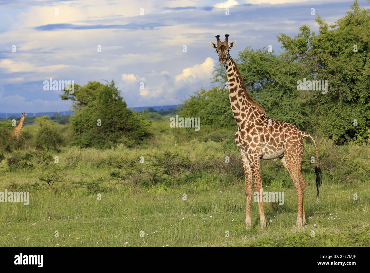 Tanzania, Manyara Ranch, Arusha region, We meet many giraffes in the plain of Manyara Ranch ,, Manyara Conservancy (150 KM2) is a pioneering project combining wildlife protection and sustainable management of tourism for the benefit of local communities Stock Photo