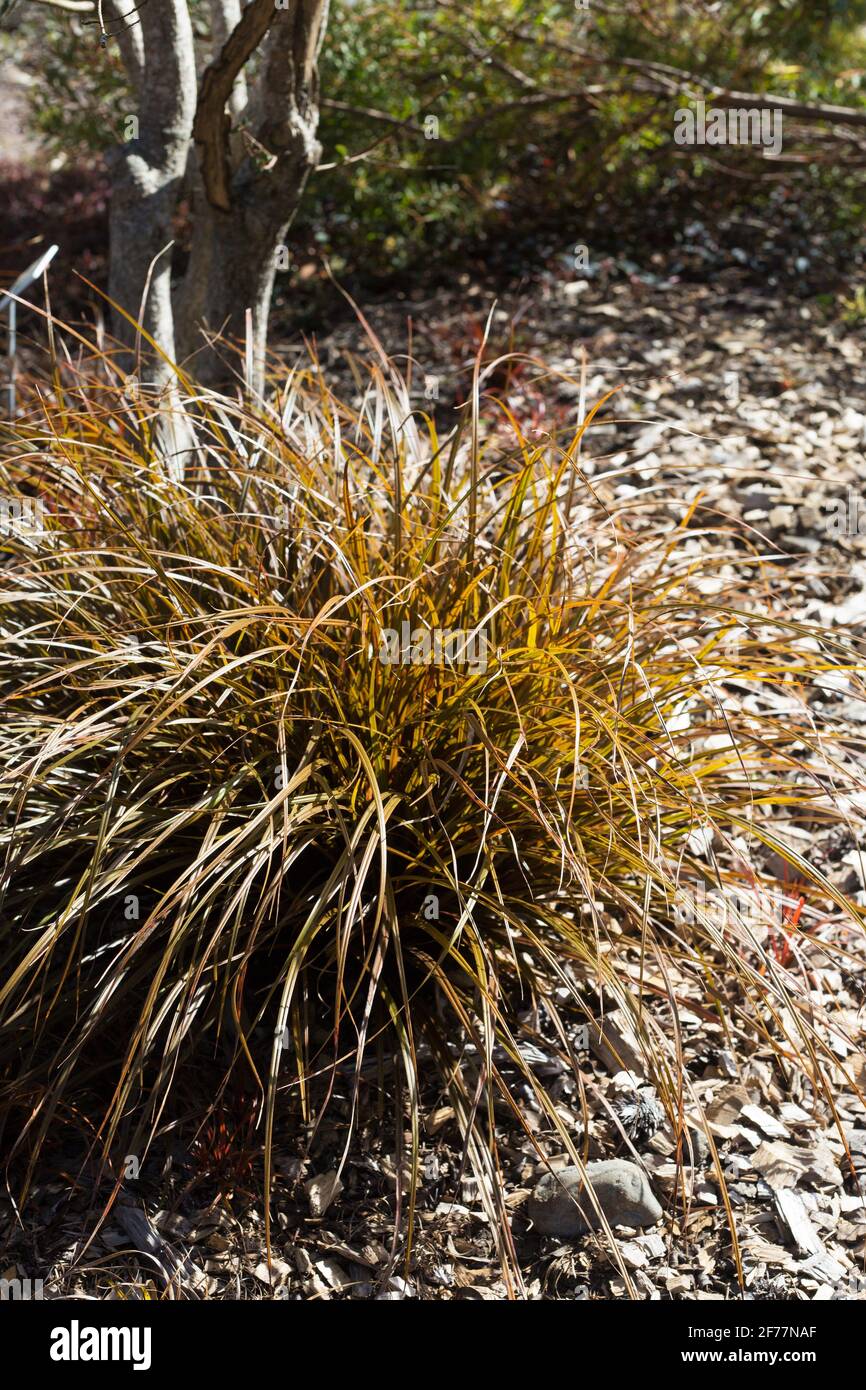 Uncinia rubra 'Belinda's Find' evergreen grass. Stock Photo