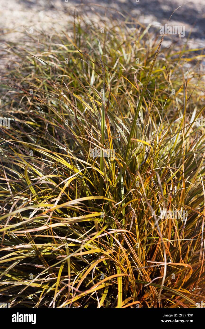 Uncinia rubra 'Belinda's Find' evergreen grass. Stock Photo