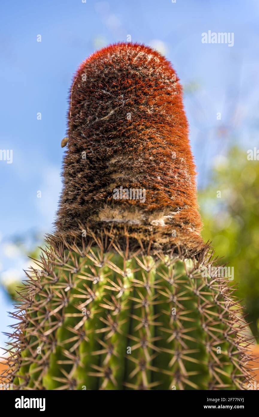 France, Caribbean, French West Indies, Guadeloupe, Island of La Désirade, Beauséjour, Cactus (Melocactus intortus syn. Melocactus communis), endemic to the Lesser Antilles and protected Stock Photo
