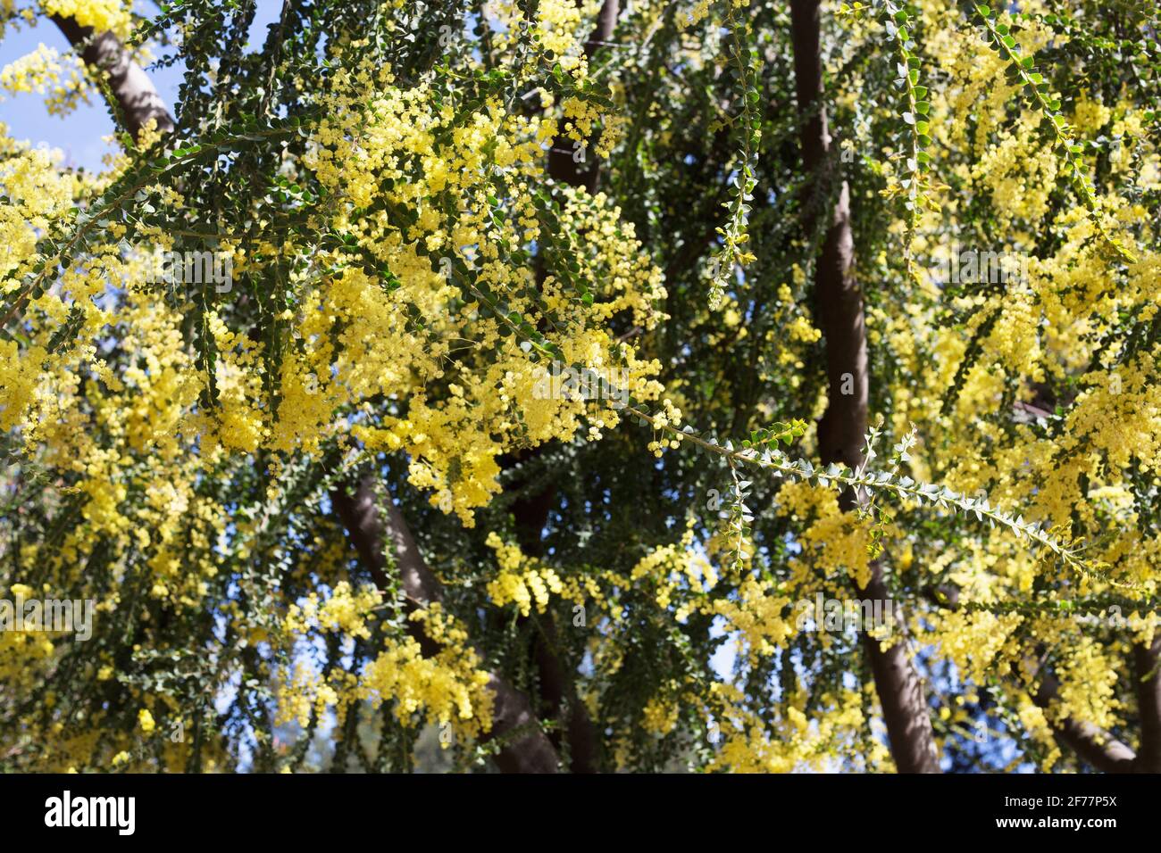 Blooming acacia tree in spring Stock Photo - Alamy