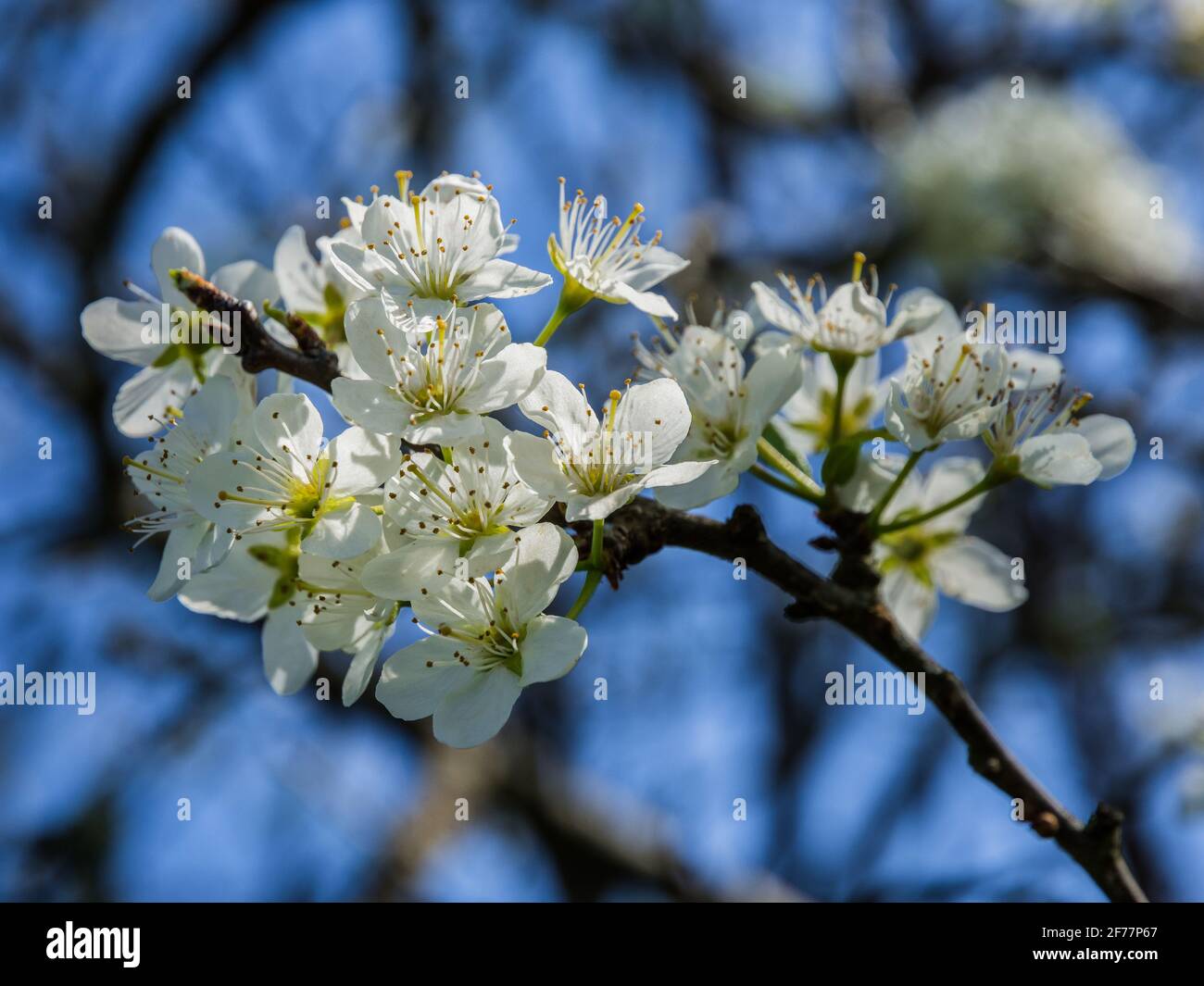 Plum tree blossom (Prunus domestics). Stock Photo