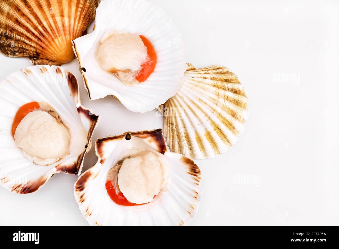 Coral scallop shellfish mollusc mollusk hires stock photography and