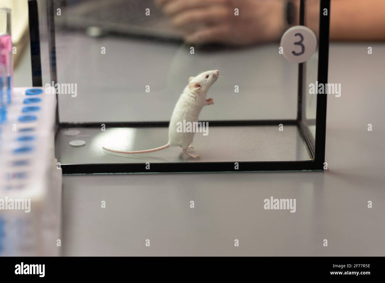 Image of experimental little mouse number three in glass container on the table in the lab Stock Photo